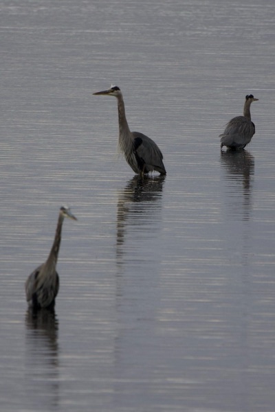 Great blue herons in still water, digital