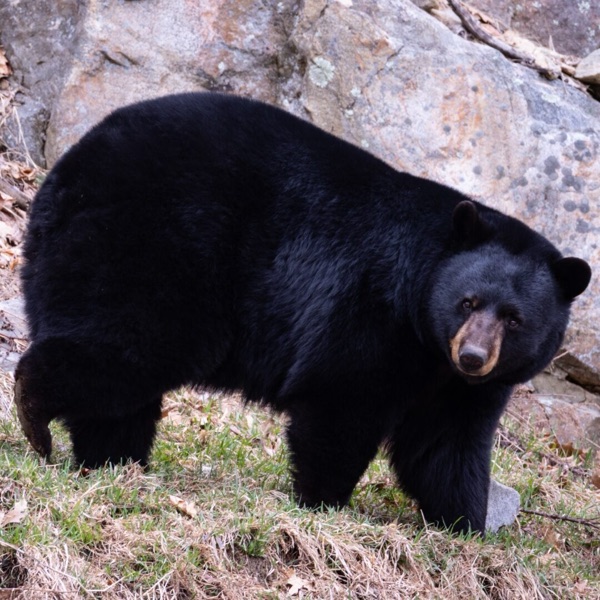 Black bear, digital